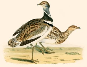 Little Bustard